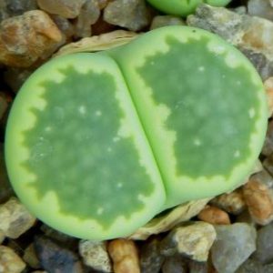 lithops julii fulleri green