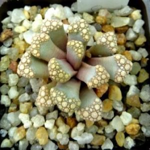 titanopsis hugo-schlechteri alboviridis
