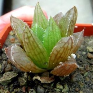 haworthia korizato hybrid