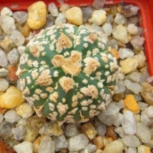 astrophytum super kabuto gold v typ