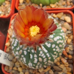 astrophytum super kabuto red flower