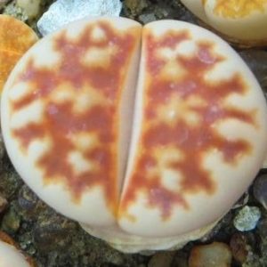 lithops karasmontana summitatum