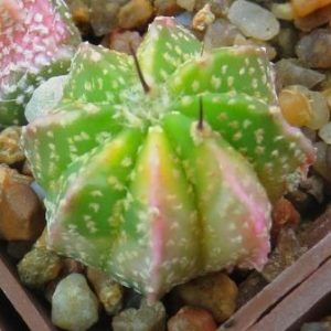 astrophytum super kabuto variegata