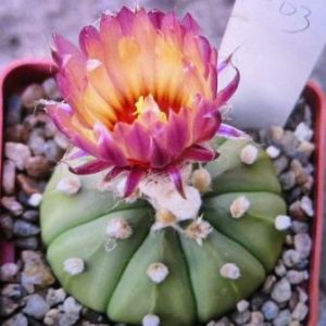 astrophytum rote blute