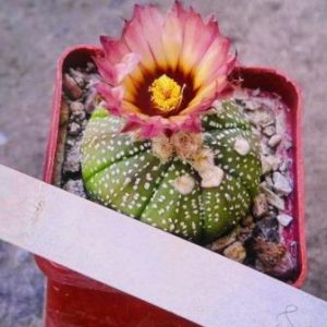 astrophytum rote blute
