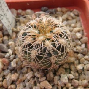 394.107 gymnocalycium parvulum VG 503