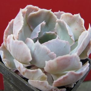 Echeveria Truffles