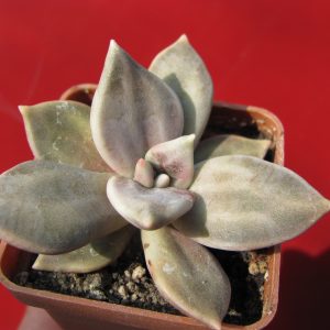 Echeveria xichuensis
