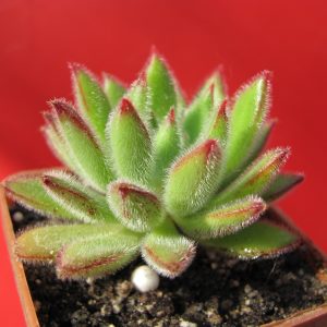 Echeveria Set Oliver