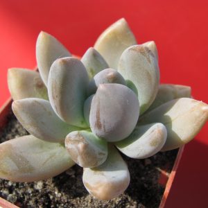 Pachyveria fittkaui