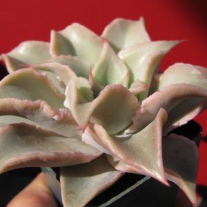 Echeveria Madiba