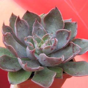 Echeveria strictiflora hybr.   F2