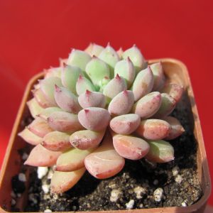 Echeveria hybr.