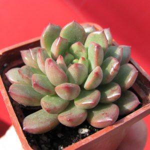 Echeveria Bashful