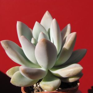 Pachyveria Opalina