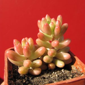 Sedum Aurora