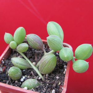 Senecio herreianus