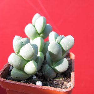Corpuscularia lehmannii