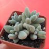 IMG_6653