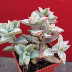 Crassula perforata