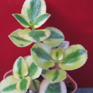 Crassula *Comet*