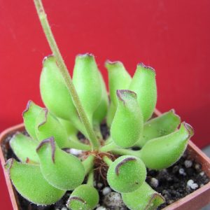 Adromischus cristatus Kleinpoort
