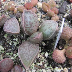 Adromischus marianiae Richtersveld