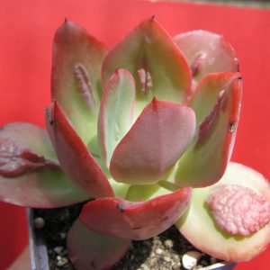 Echeveria Baron Bold