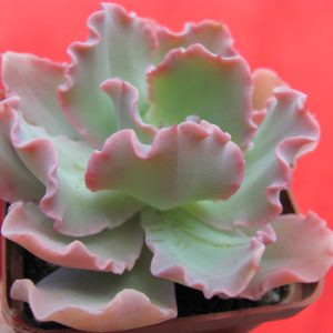 Echeveria Blue Curls