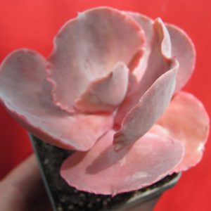 Echeveria Bittersweet