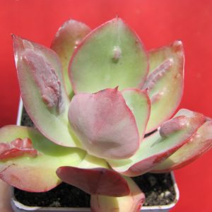 Echeveria Baron Bold