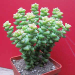 Crassula *Tom Tumb*