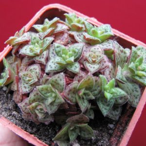 Crassula picturata