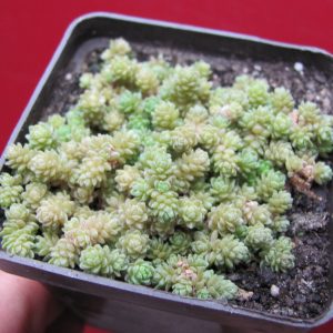 Sedum compactum