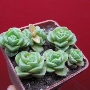 Crassula Dorothy