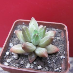 Pachyphytum compactum *Purple Diamond*