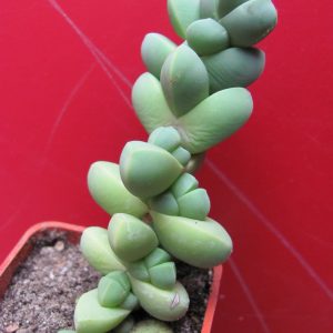 Corpuscularia lehmannii
