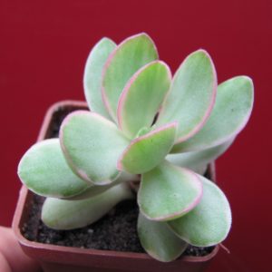 Crassula nudicaulis variegata