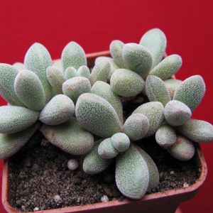 Crassula namaguensis