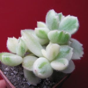 Cotyledon tomentosa variegata