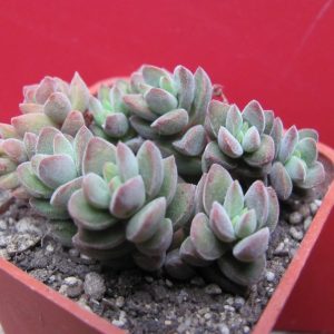 Crassula vellutina