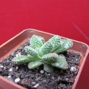 Crassula ausensis titanopsis