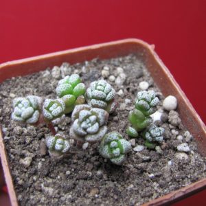 Crassula coralina