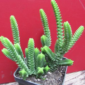 Crassula purpusii