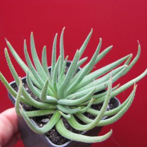 Crassula hirta *Mossel Bay*