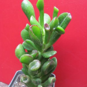 Crassula ovata Gollum