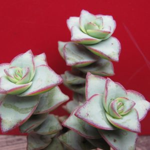 Crassula perforata *String of Buttons*
