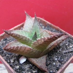 Haworthia tesselata *Parva*