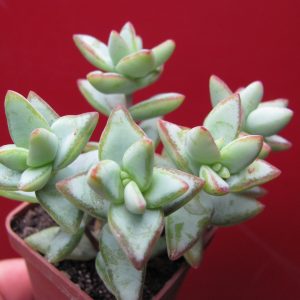 Crassula perforata