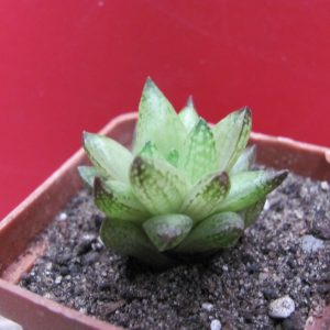 Haworthia reticulata   Dublin